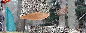 Best Firewood Processing and Delivery  in Brooksi, DE
