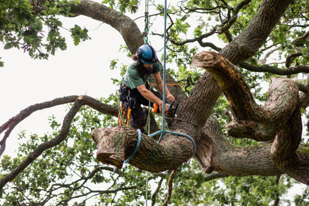 Best Fruit Tree Pruning  in Brooksi, DE