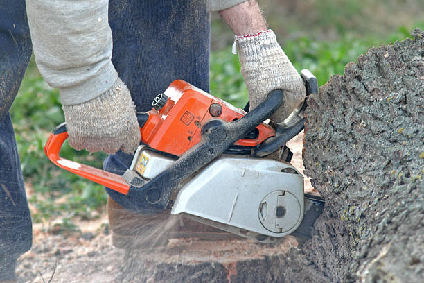 How Our Tree Care Process Works  in  Brookside, DE